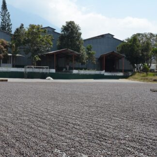 Guatemala Organic SHB EP Finca El Catuai