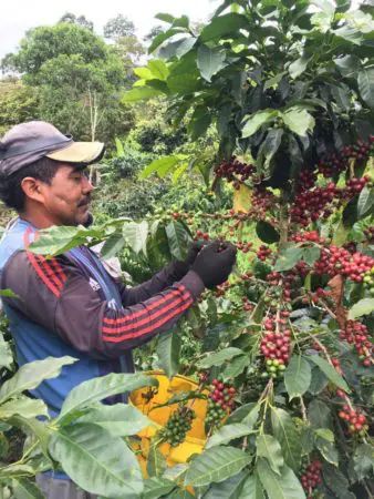 Colombia Condor Huila (espresso) - obrazek 2