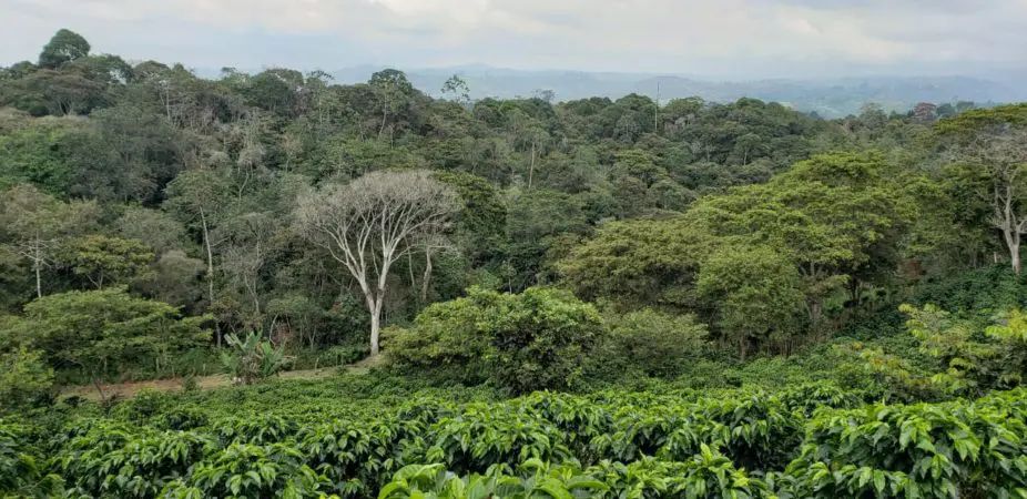 Colombia Condor Huila (espresso) - obrazek 3