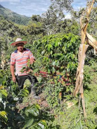 Colombia Condor Huila (espresso) - obrazek 4