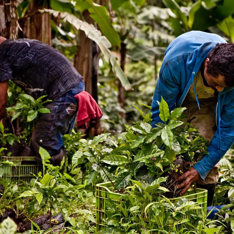 Nicaragua SHB EP Colibri Azul (omniroast) - obrazek 3