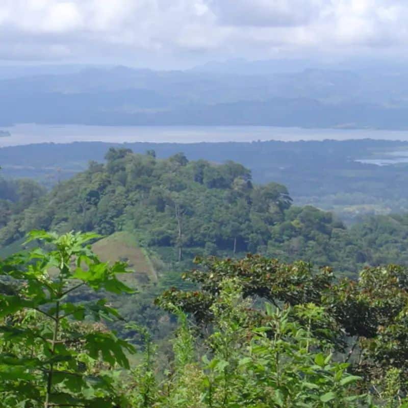 Nicaragua SHB EP Colibri Azul (omniroast) - obrazek 2